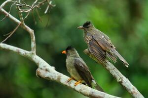 2 Seychellerna endemisk bulbul fåglar manlig och kvinna på träd grenar, mahe Seychellerna foto