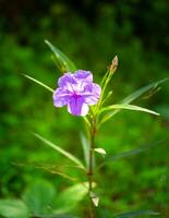 lila ruellia tuberosa blomma skön blomning blomma grön blad bakgrund. vår växande lila blommor och natur kommer Levande foto