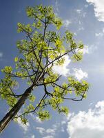 sommar träd i de Sol strålar foto