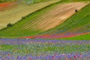 castelluccio di norcia och dess blommande natur foto
