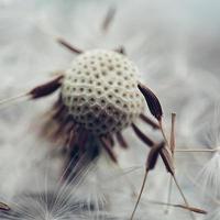 romantisk maskrosblommafrö under vårsäsongen foto