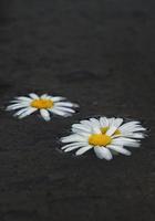 romantisk vit tusensköna blomma i trädgården under vårsäsongen foto