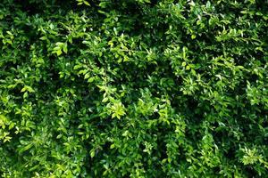 gröna blad vägg bakgrund, blad vägg natur bakgrund foto