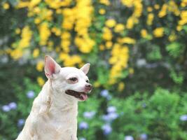 söt brun kort hår chihuahua hund Sammanträde i de trädgård med gul blommor bakgrund, ser nyfiket. kopia Plats. foto