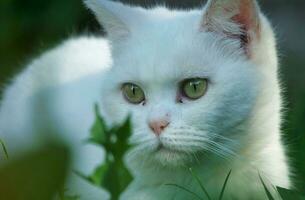 persisk ras katt är Framställ i en Hem trädgård på luton stad av England Storbritannien foto