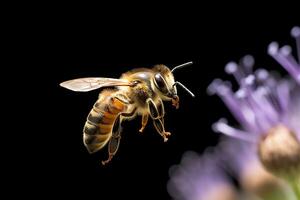 stänga upp av honung bi samlar pollen på lila blomma isolerat på svart bakgrund. ai generativ foto