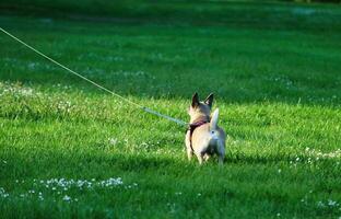 söt sällskapsdjur hund är Framställ i en lokal- offentlig parkera av London stad av England bra storbritannien Storbritannien, Maj 23:e, 2023 foto