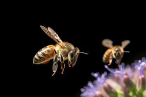 stänga upp av honung bi samlar pollen på lila blomma isolerat på svart bakgrund. ai generativ foto