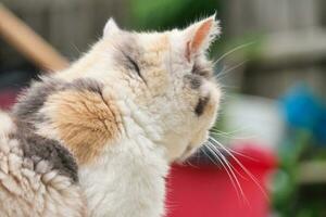 persisk ras katt är Framställ i en Hem trädgård på luton stad av England Storbritannien foto