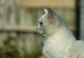 söt persisk katt är Framställ i en Hem trädgård på luton stad av England Storbritannien foto
