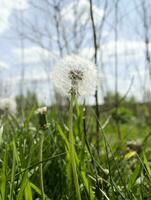 maskros blomma i grön gräs foto