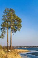 höga tallar på sandstranden vid sjön foto