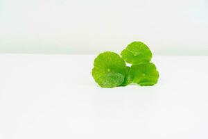 en glas bägare som innehåller vatten och centella asiatica dekorerad med erlenmeyer flaska och runda podium foto