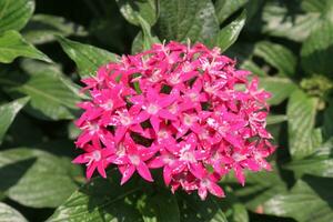 pentas lanceolata blomma växt på bruka foto