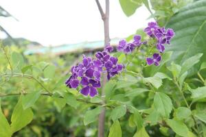 duranta erecta blomma på träd i bruka foto