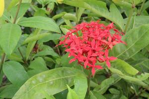 kinesisk ixora blomma på träd i bruka foto