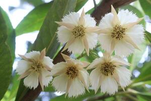 elaeocarpus hainanensis blomma växt på bruka foto