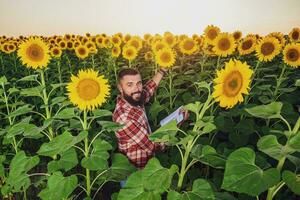 jordbrukare är stående i hans solros fält som är i blomma. han är granskning framsteg av de växter. foto