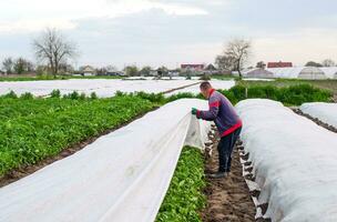 kherson oblast, ukraina - Maj 1, 2021 jordbrukare tar bort skyddande jordbruks omslag från en potatis plantage. växande gröda i en kall väder. beskära skydd från låg temperaturer. växthus effekt foto