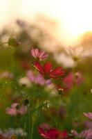 röd kosmos blomma i de trädgård med solnedgång tid foto