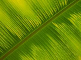 grön blad textur för naturlig bakgrund foto