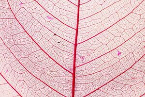 makro Foto av höst lövverk. rosa blad textur bakgrund