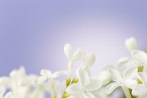 vit lila blomma gren på en lila bakgrund med kopia Plats för din text foto