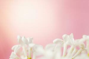 vit lila blomma gren på en rosa bakgrund med kopia Plats för din text foto