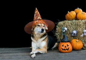 hund klädd för halloween med häxa hatt foto