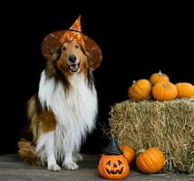 collie hund klädd för halloween med häxa hatt foto