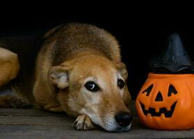 porträtt av en hund Nästa till en halloween pumpa foto