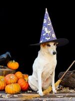 hund klädd för halloween med häxa hatt foto