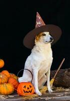 hund klädd för halloween med häxa hatt foto