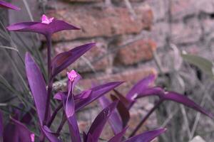 tradescantia violett blad växt och lila blomma Färg av de år foto