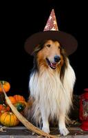 collie hund klädd för halloween med häxa hatt foto