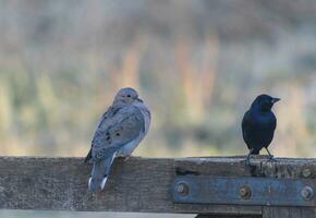 två arter av fåglar över de Port i de vinter- eftermiddag foto
