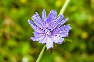 skönhet vild växande blomma cikoria vanlig på bakgrund äng foto