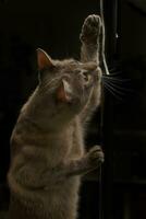 kattdjur roligt siamese katt lekfullt engagerande med ficklampa lådor rep foto