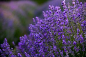 blomning lavendel- blommor i en provence fält under solnedgång ljus i Frankrike. mjuk fokuserade lila lavendel- blommor med kopia Plats. sommar scen bakgrund. foto