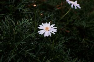 vit daisy blomma dekorativ växt foto