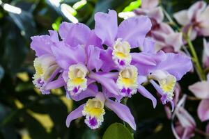 närbild av ett av de skön colombianska orkidéer. de blommor festival från medeln i colombia. orkide som tillhör till cattleya släkte foto