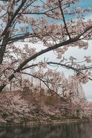 skön rosa sakura körsbär blomma blommor blomning i de trädgård i vår foto