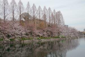 skön rosa sakura körsbär blomma blommor blomning i de trädgård i vår foto