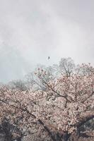 skön rosa sakura körsbär blomma blommor blomning i de trädgård i vår foto