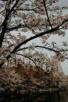 skön rosa sakura körsbär blomma blommor blomning i de trädgård i vår foto