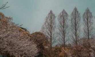 skön rosa sakura körsbär blomma blommor blomning i de trädgård i vår foto