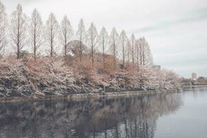 skön rosa sakura körsbär blomma blommor blomning i de trädgård i vår foto