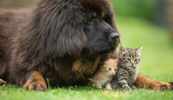 jätte tibetan mastiff valp spelar vänlig med liten tabby kattungar i de gård på de gräs foto