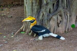 hornbill närbild skott, i de Zoo, de ögon av de hornbill foto