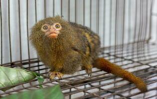 marmosets i de Zoo framföra en ring upp till djur- skydd. foto